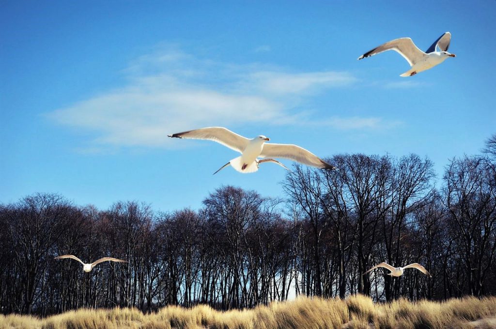 Drei Möwen fliegen am Ostseestrand